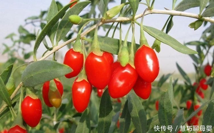 女性|聪明的女性爱吃3种食物,美容养颜、淡化皱纹,早吃早好