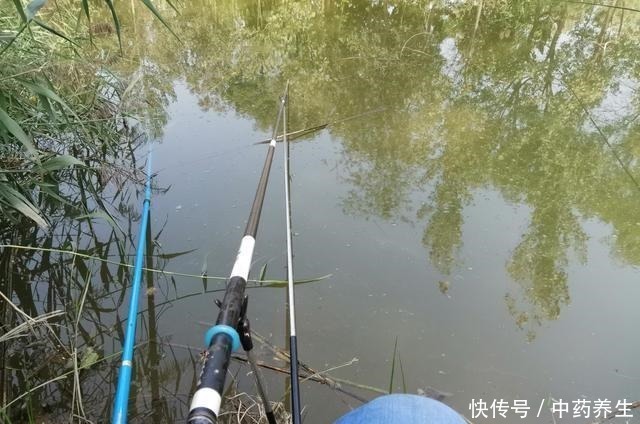 野钓碰到甲鱼、黑鱼别着急,手竿照样盘它!