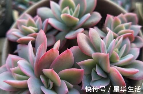 透气性|农村姑娘在院子里种多肉,选择多肉花盆经验分享:要好看也要实用