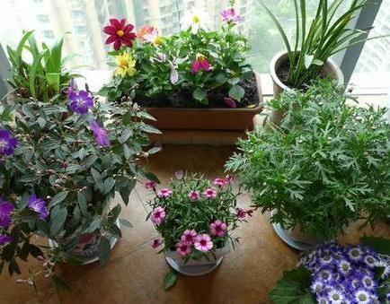 室内这“3处”别养花,不见叶、不开花,摆一盆“死”一盆