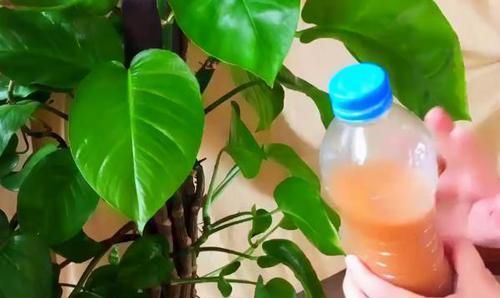 用20年的养花经验告诉你：做到此5点，盆栽植物再不会出问题