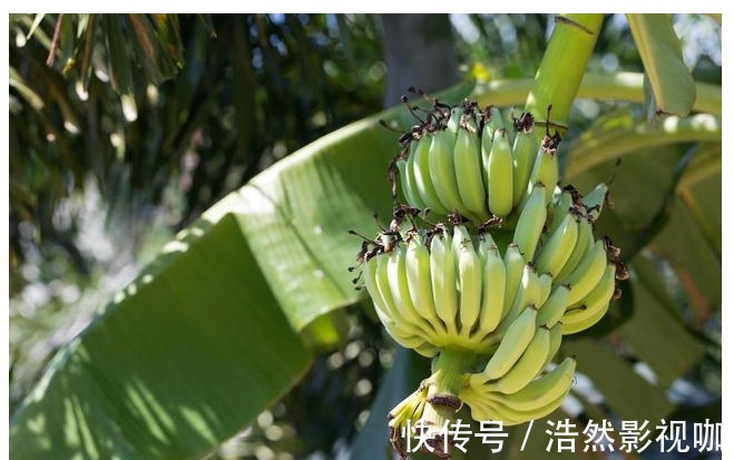 纤维|吃了爱放屁的食物，刮除油脂的效果却很好！适当多吃，血脂降的快