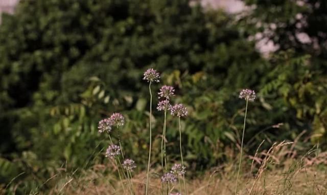 王桢|农村''似蒜非蒜''的野菜，实质上为名贵药材，不要傻傻的拿来吃了