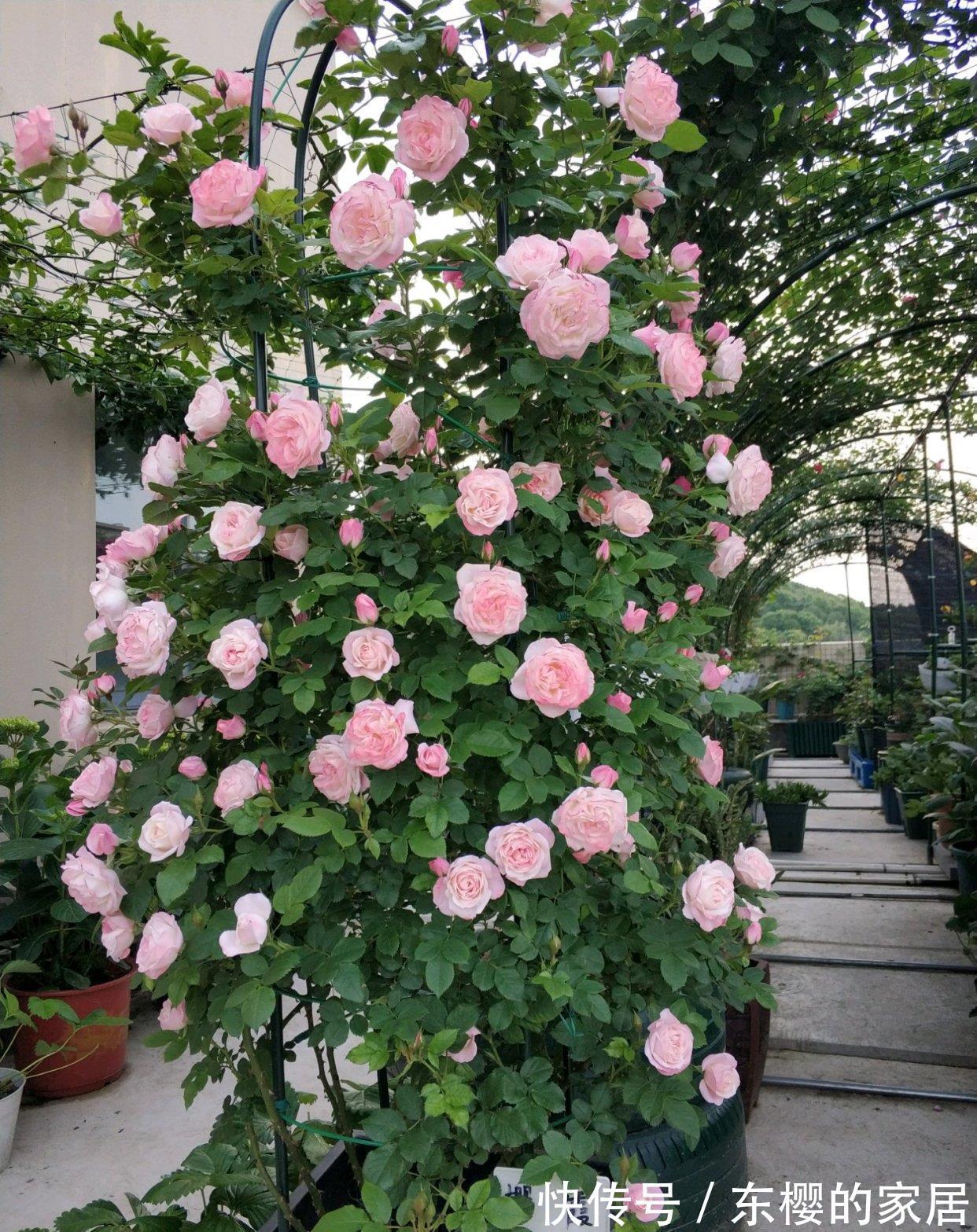 藤本樱霞|藤本樱霞，长势超快的花墙植物，一年成花墙，丰花勤花，值得拥有