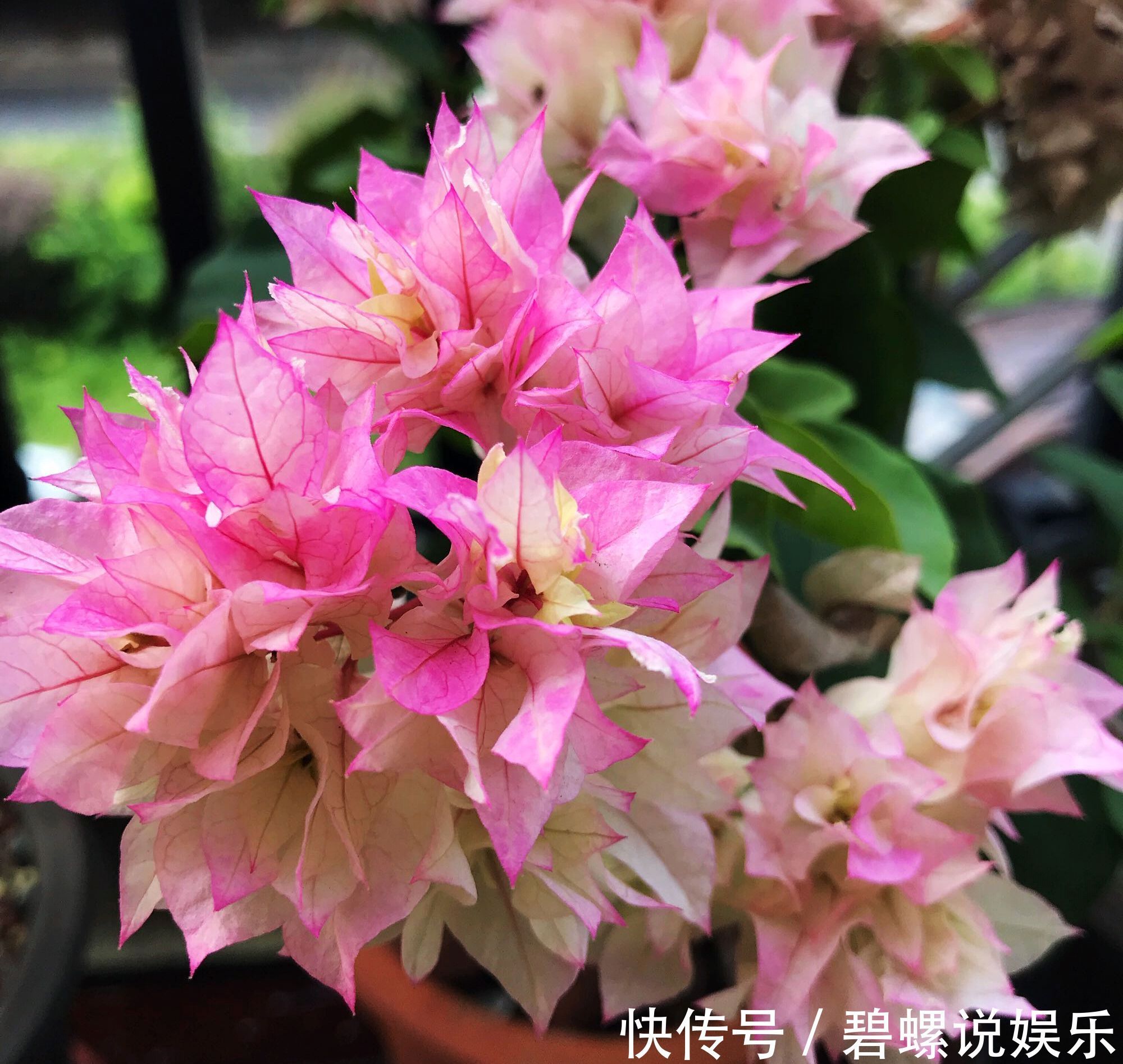 修剪|关于三角梅的花后修剪,剪对一个小开关,秋季开花爆盆连续不断