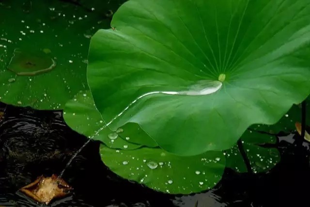 看一代名僧,婉拒一代才女