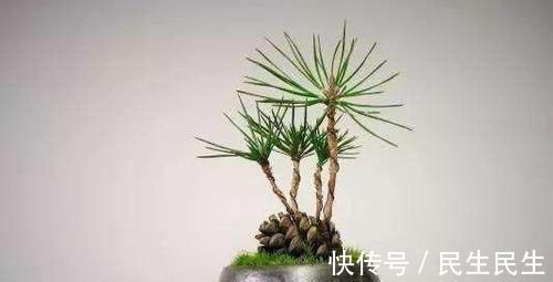 阳台上|捡了个“松果”插在盆里,不几天长成了盆景,摆在家里太漂亮了