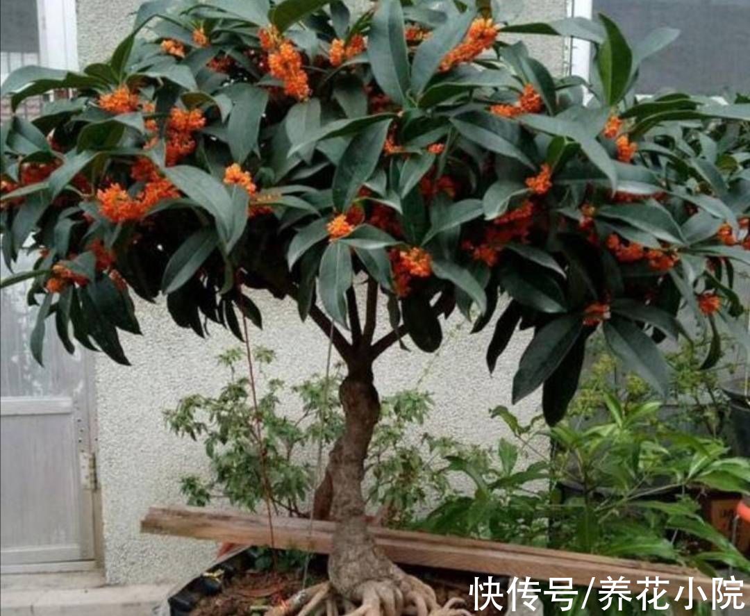 桂花|9月养2种花，多补磷钾肥，花苞长得又多又大