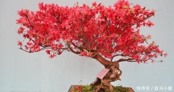 烂根|家居养花往花盆加这东西,再也不会烂根黄叶,很容易爆盆