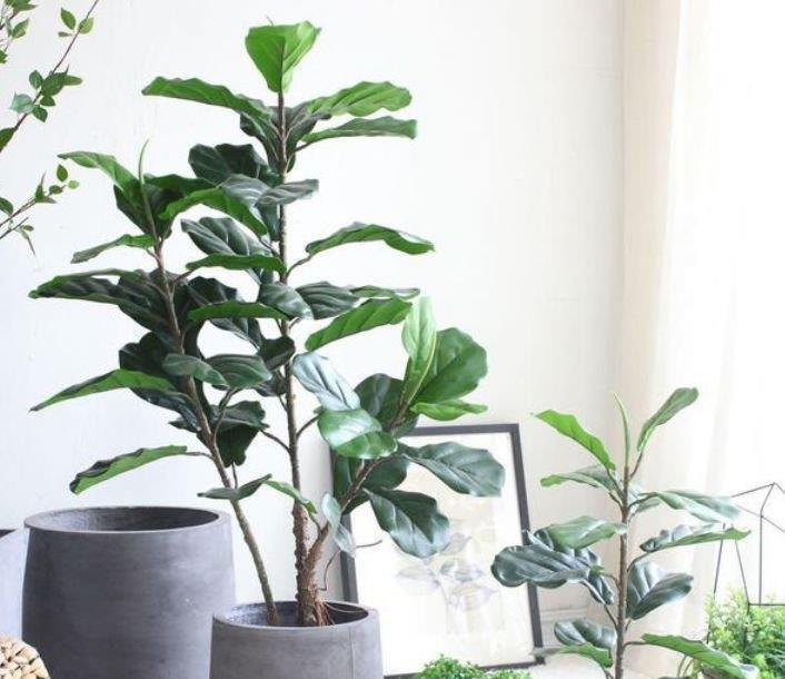 养花就养4种花,家里养1盆,添绿意清空气,格调品味高!