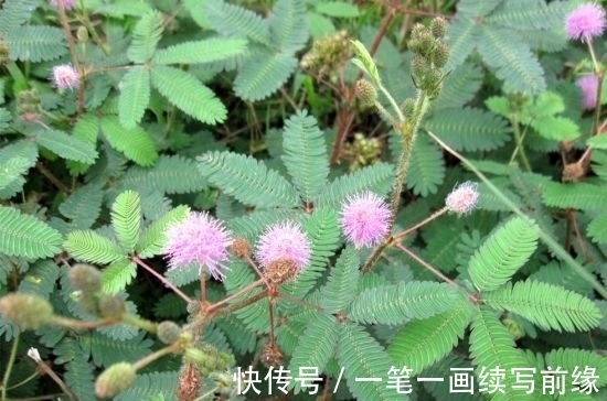 野草|农村野草,别称“夫妻草”,好玩还能当药用!