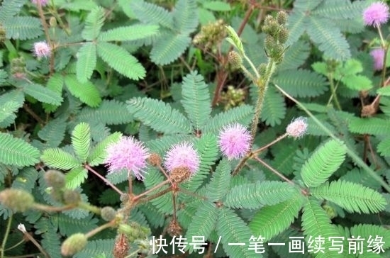 野草|农村野草，别称“夫妻草”，好玩还能当药用！