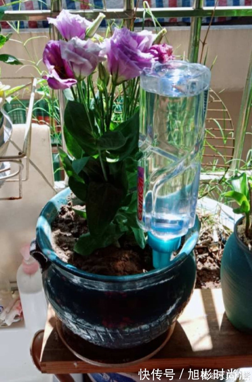 10种花,一天不见水就萎缩,狂补水就对了!