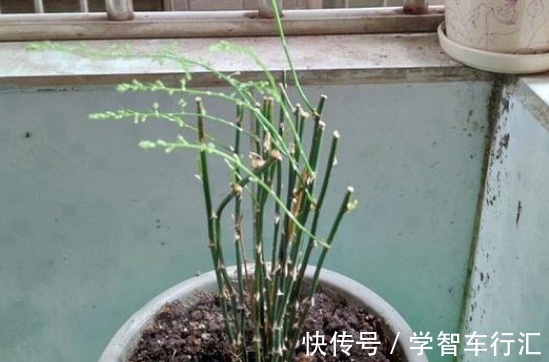 3种花，喜欢“剪秃头”，越剪越茂盛，现在动手刚刚好！