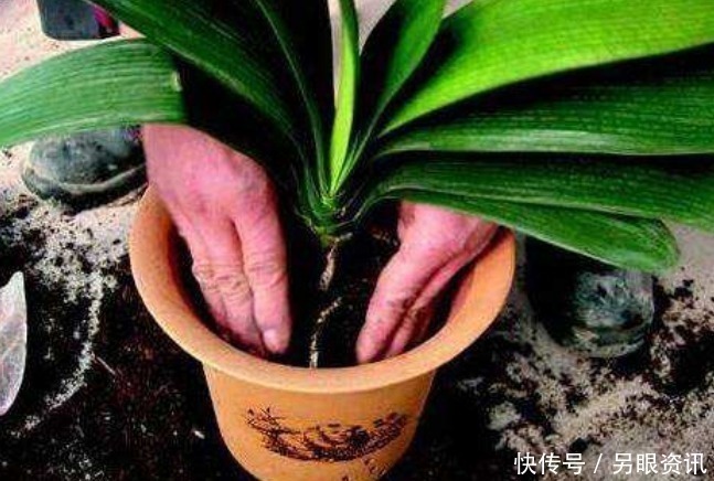 教你2招,自制磷钾肥,肥效是磷酸二氢钾的5倍,一起来学!