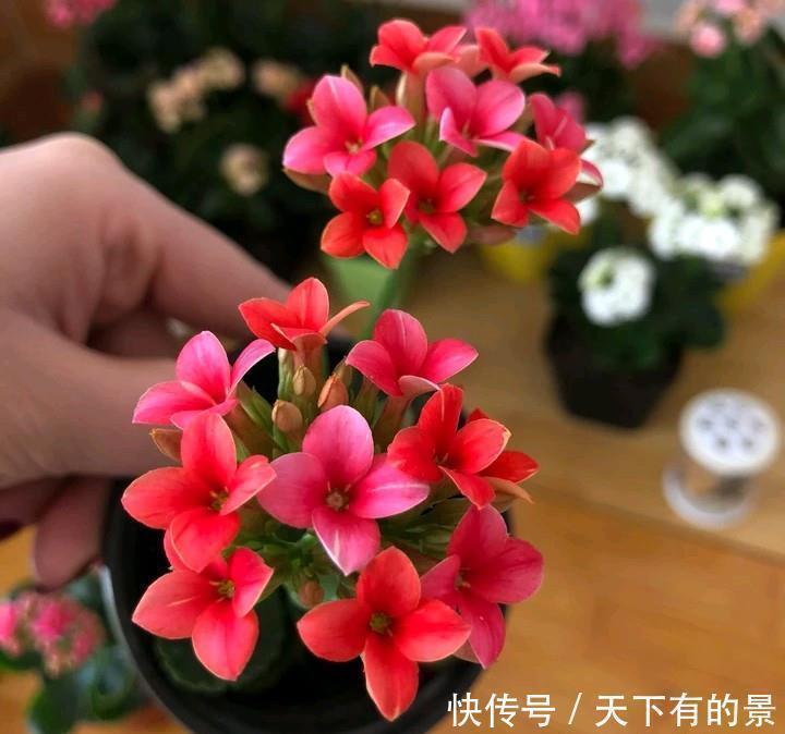 长寿|长寿花有“三怕”,入冬养护得避开,养成小老桩,清香宜人小半年