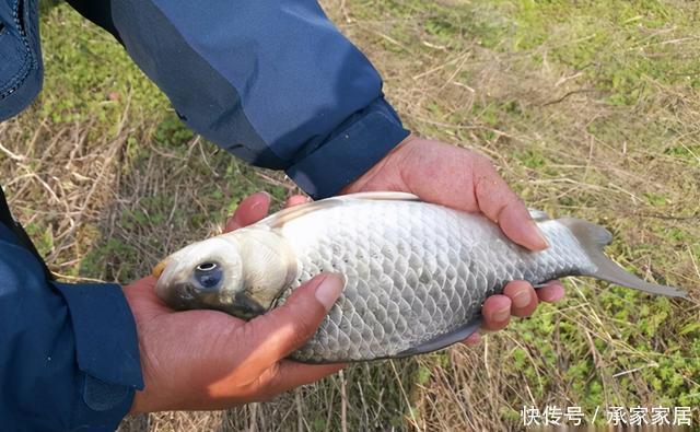 活饵|冬季野钓大鲫鱼,活饵更给力,如果蚯蚓不上鱼,还可以试试这两种