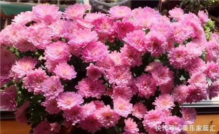 此款耐寒花,皮实又好养,植株矮小花量大,一盆能开上百朵!