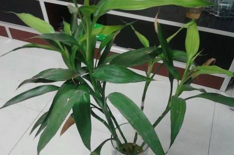  户外养护|有钱人都喜欢这三种花，好运接连一整年！早看早知道！