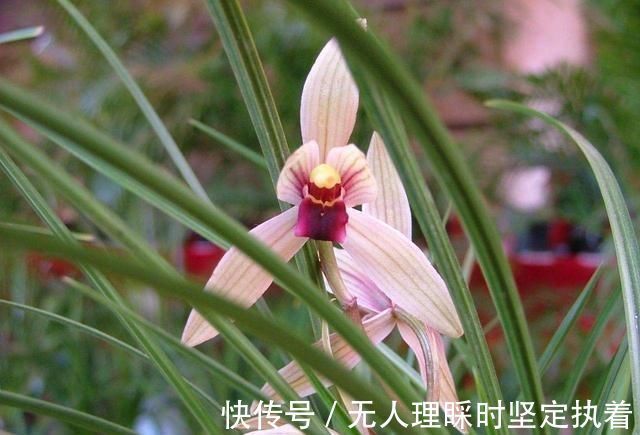发芽|阳台养兰花，上盆做好5步骤，兰花发芽长得壮，年年开花香