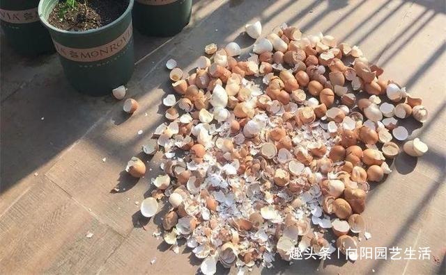 鸡蛋壳是宝贝,养花达人都在用,做成花肥养花,还能杀虫灭菌