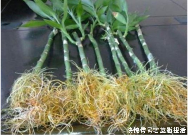 阿司匹林|家家都有的“生根水”,不花1分钱,扦插花卉7天生白根,特好用!