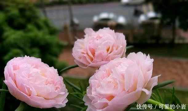 它叫“半枝莲”,开花似“牡丹”,撒一把种,开一片“五彩花”