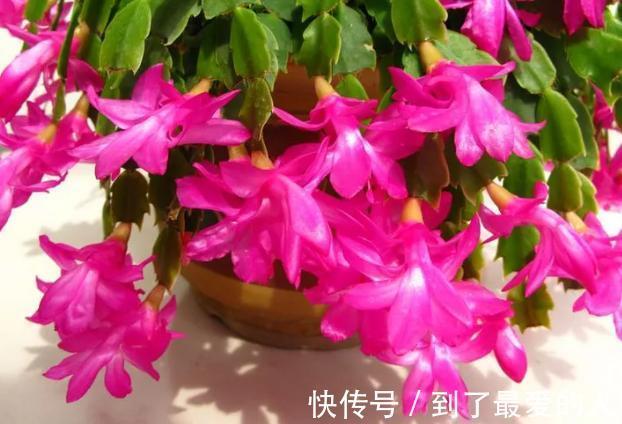 蟹爪兰，仙人掌科附生肉质植物！日常注意4要点，花开爆盆