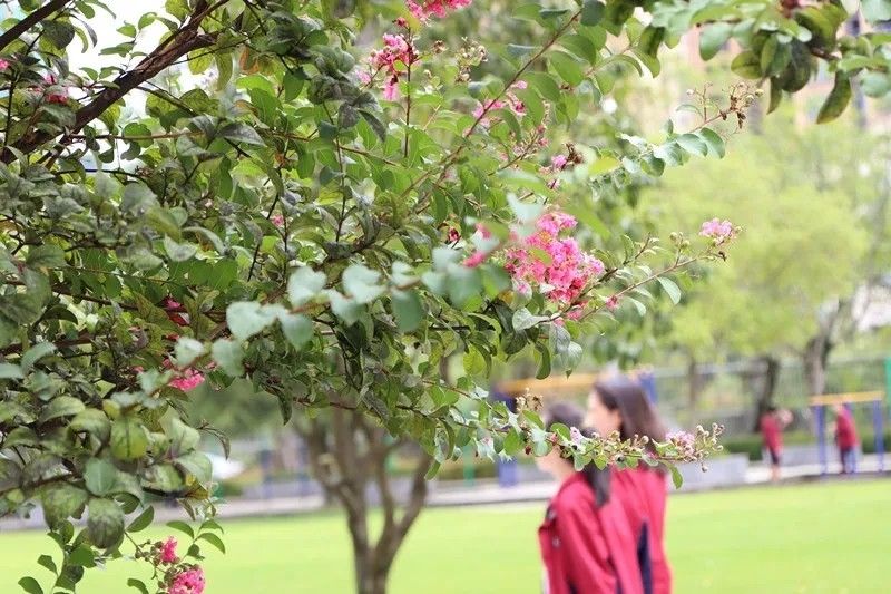 芳菲四月：把南充一中的春天送给你