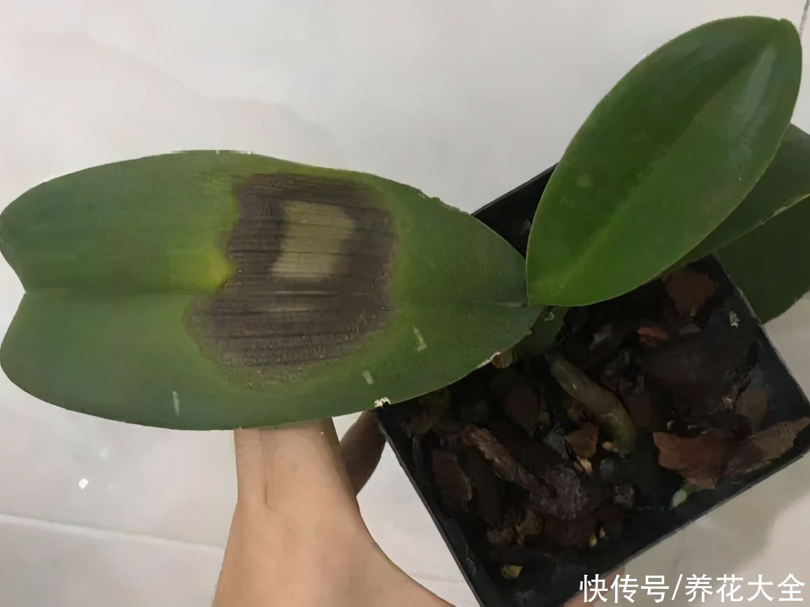 最怕晒的10种花，赶快搬进屋，否则会死掉