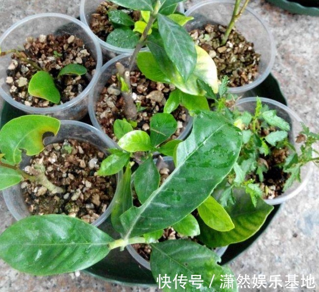 8种“漂亮花”,都可以扦插,剪个枝条就成活,省下很多钱