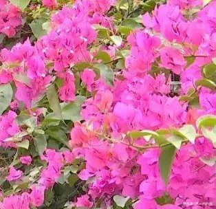 家养三角梅总是难开花这几点做好了,轻松花开爆满盆