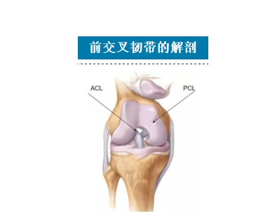 前交叉韧带全内重（一文掌握 | 全内