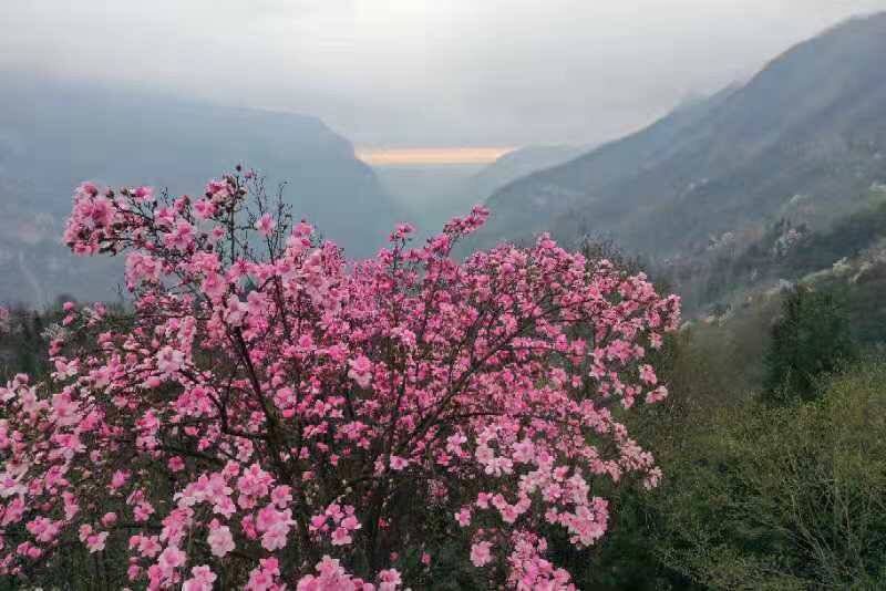 中年|春天里与辛夷花有约 四川北川辛夷花生态旅游节开幕