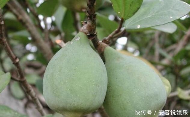 农村|农村这种野果被称为“女人的美容院男人的加油站”，你吃过没