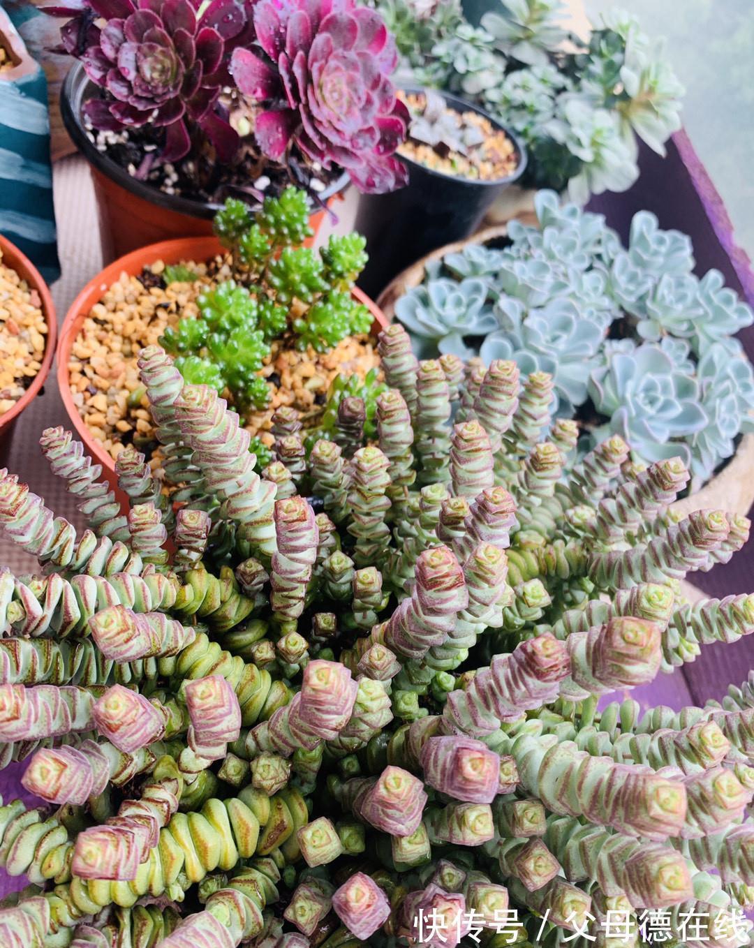 发现一户人家,大冬天阳台的“多肉”,长成了“瀑布”,太壮观了