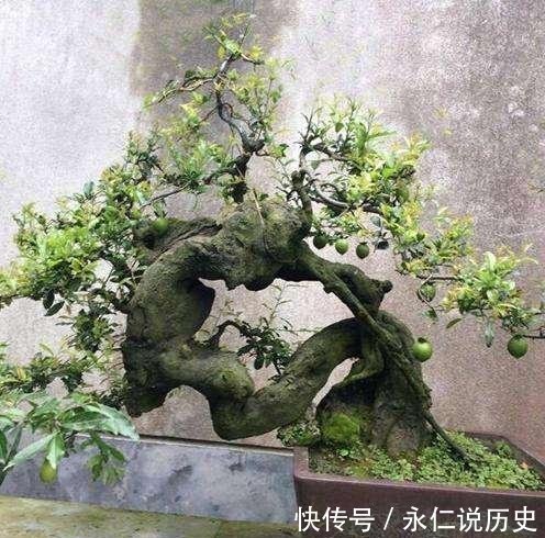 1种盆景,人称老桩金弹子,养越久越贵,都当传家宝养,我就养了
