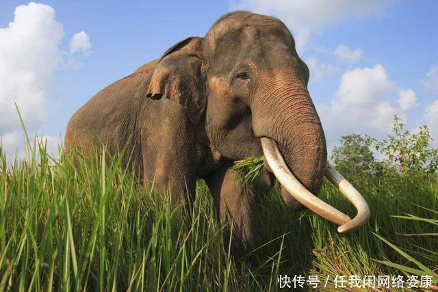 大象群 云南大象群为何要“一路向北”中科院专家或许和太阳风暴有关