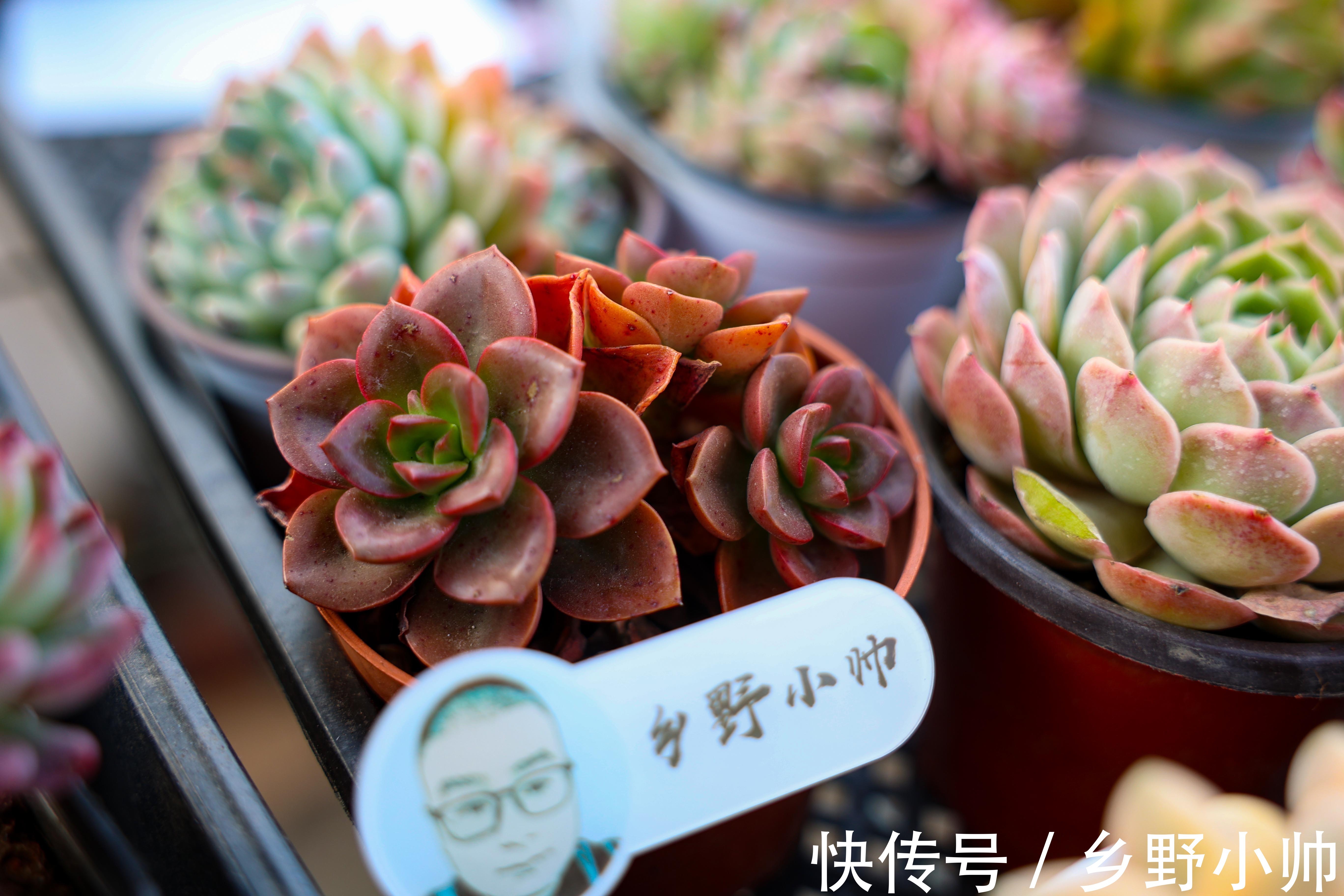 多肉叶片干瘪都是什么原因?从5点下手养护,收获冬季美肉