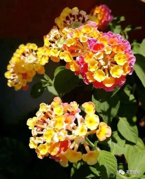 “最累”的8种花,花开连续几个月,一次开花几百朵!