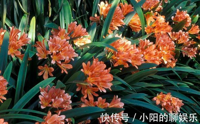 斑纹者|君子兰如何换盆,浇水,施肥