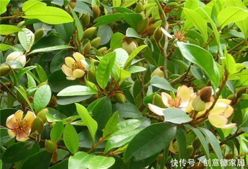 5种漂亮花,家里养一盆,清香四溢,是阳台盆栽佳品!