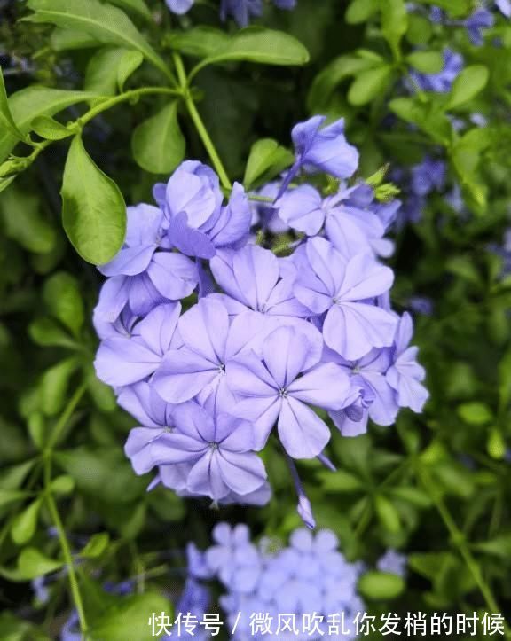 蓝雪花|急性子的人就养此4种花，掐个枝条插土里，当年就开花早看早知道