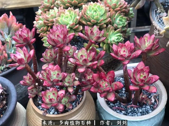 爱多肉,爱生活,我们是一群快乐的养肉人!