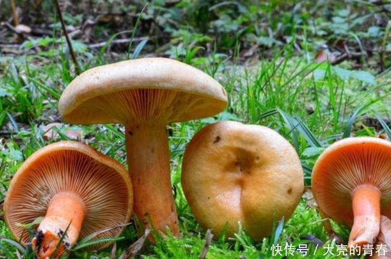 中这种野味被称为“年轮”,功效堪比人参,市面上很少卖