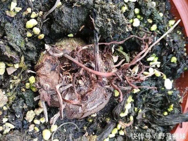 叶子|6种花一天不浇水,叶子就耷拉,缺水3天就死翘