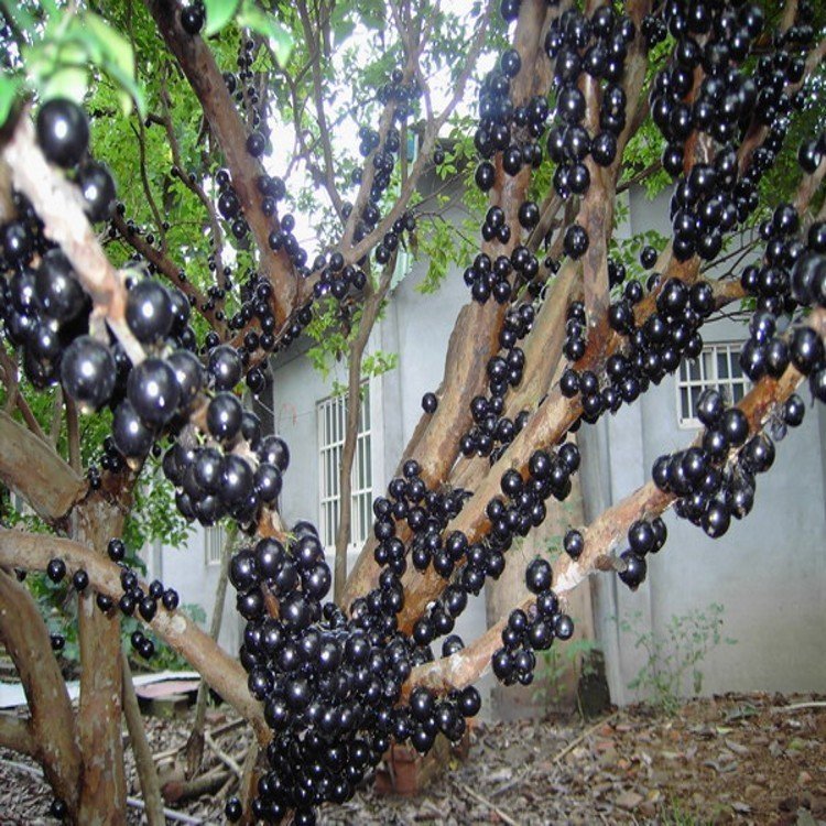 破百|一年能结果2次,亩产万斤,北方一斤能买40,南方快破百了