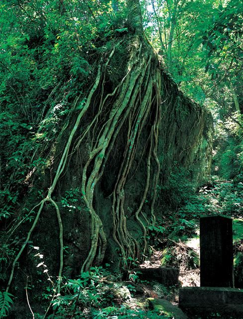 天台山植物多样性