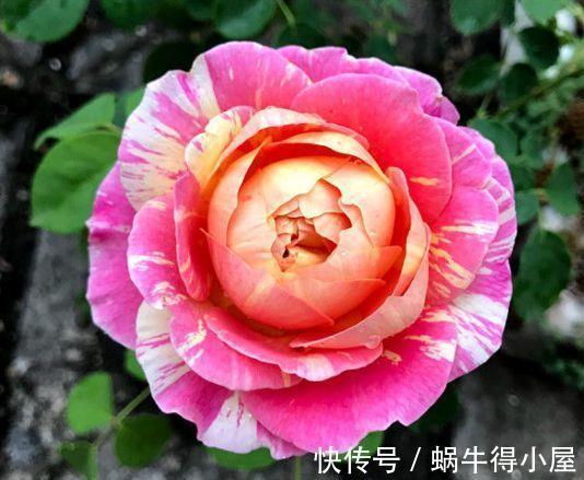 种植|大暑过后此款花种植简单，四季开花不断，净化空气