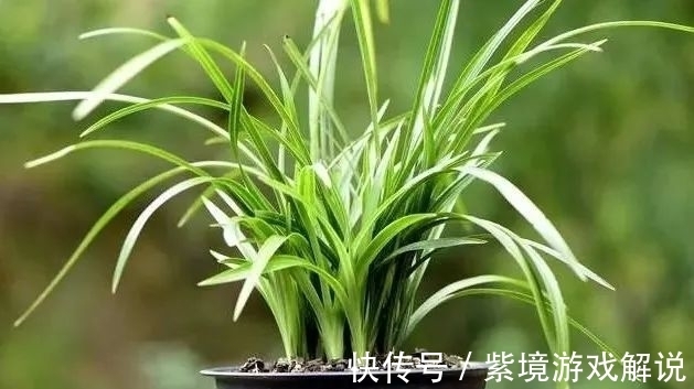 兰花浇水有讲究，浇半截水还是浇透水，究竟怎么掌握？